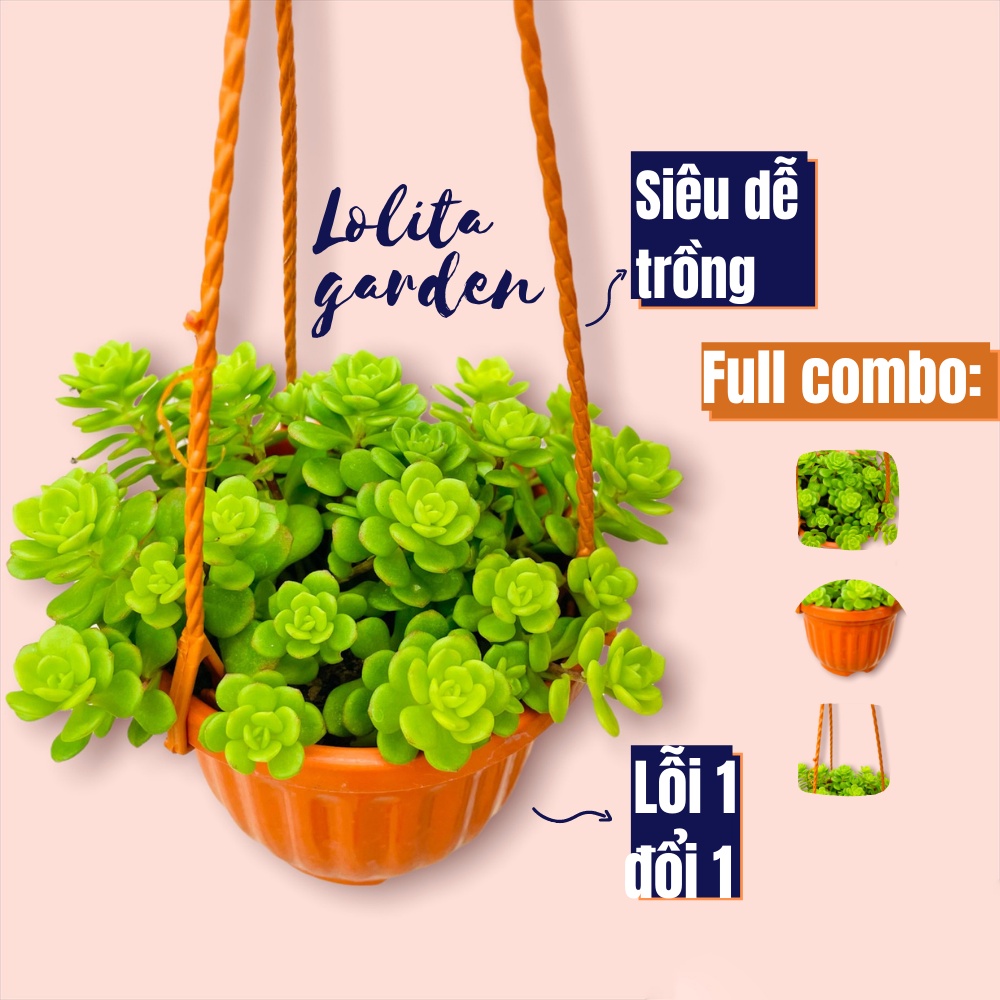 Sen đá sedum hoa hồng xanh chậu treo Đà Lạt size 9cm cây cảnh trang trí nhà cửa Lolita garden