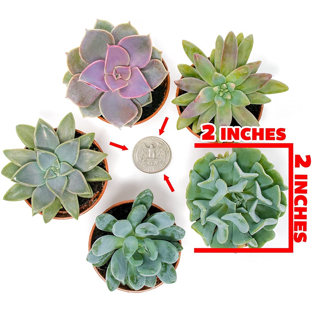HẠT GIỐNG SEN ĐÁ CÁC LOẠI DỄ TRỒNG MIX Cây Mọng Nước (Cây Trồng Chậu trồng cây bằng đất | Cây mọng nước sống để bàn)