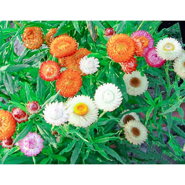 Hạt Giống Hoa Cúc Bất Tử Mix Nhiều Màu Dễ Trồng Đẹp Mắt