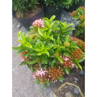 Bông Trang Hồng Lá Nhỏ ( Hoa Mẫu Đơn) - Chậu Hoa