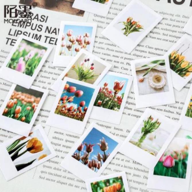 Bộ 46 Sticker Hoa Tulip Hà Lan E57