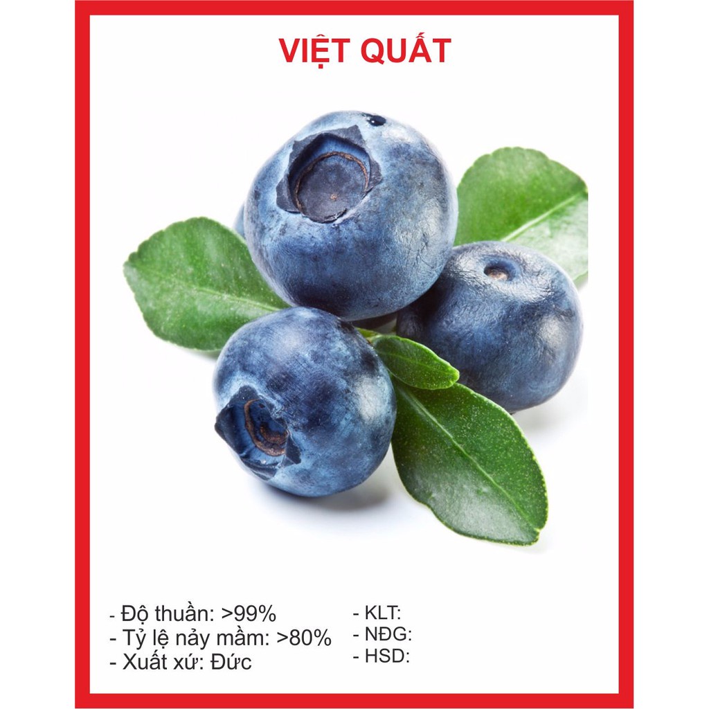 Hạt Giống Việt Quất 30 Hạt hạt giống bốn mùa