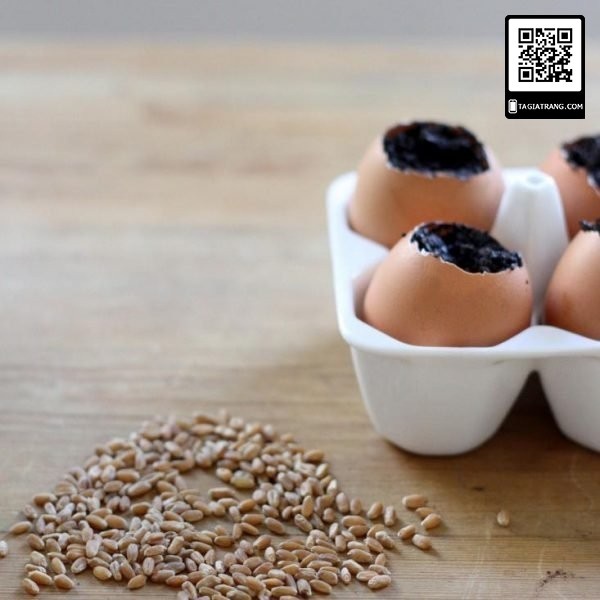 1Kg Hạt giống rau mầm lúa mạch - Thế giới rau mầm chất lượng cao Tạ Gia Trang