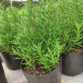 Cây Hương thảo Rosemary cây thảo dược, gia vị siêu thơm(size trung)