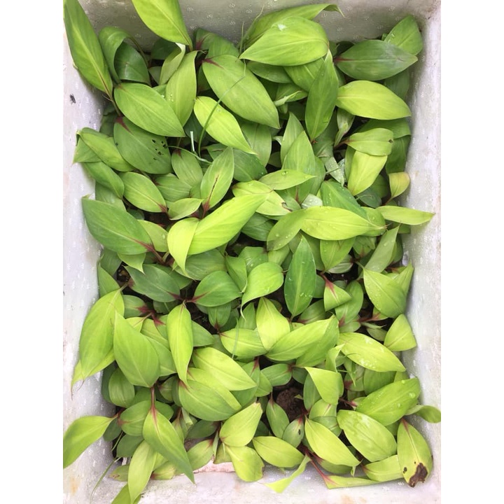 CÂY GIỐNG CHUỐI THÁI