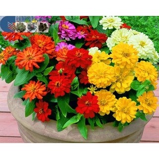 70 hạt giống hoa cúc lá nhám kép mix màu