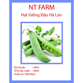 Hạt giống đậu Hà Lan DDXL