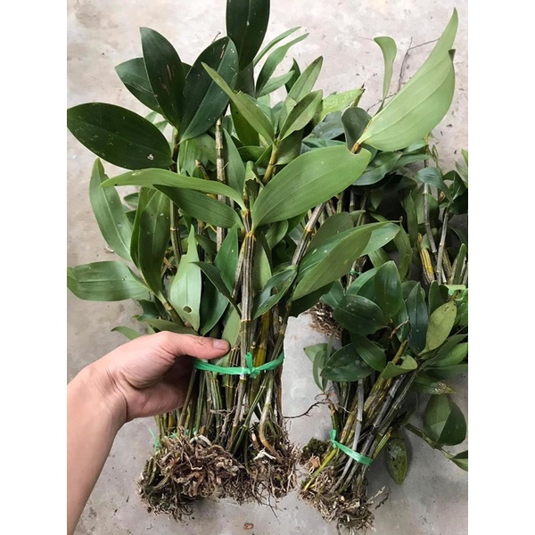 Hoa lan kiều vàng chơi Tết