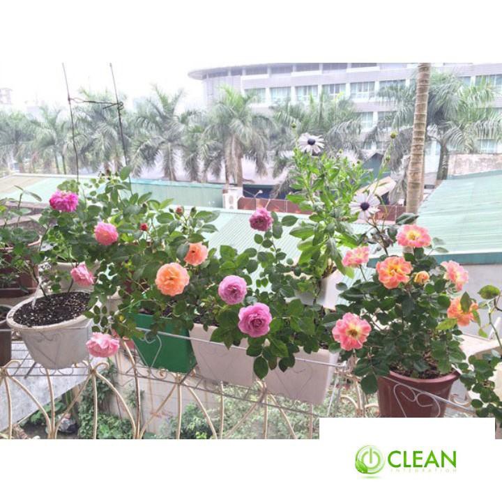 Gói 30 Hạt Giống Hồng Lùn Siêu Hoa Mix Màu