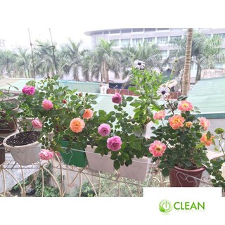 Gói 30 Hạt Giống Hồng Lùn Siêu Hoa Mix Màu