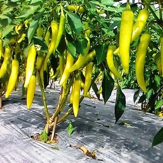 Hạt giống ớt sừng vàng, đóng gói 0.2gr (khoảng 30 hạt)
