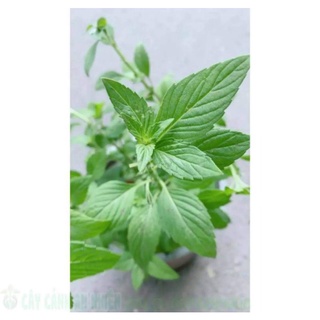 HẠT GIỐNG HÚNG CÂY (RAU THƠM)