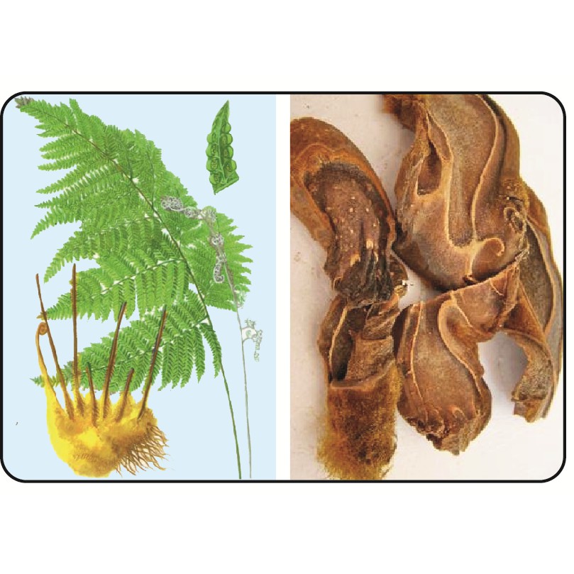 Cẩu tích hay còn gọi là lông cu li khô 1kg JINDO tác dụng bổ thận, xương khớp và hỗ trợ điều tr_ị tiểu đêm