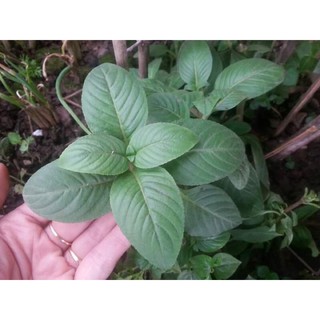 Cây giống rau xá xị (rau quế vị)