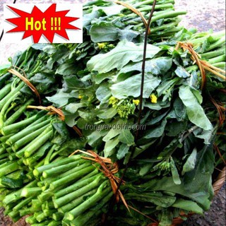 Hạt giống Cải Ngồng Mập 50 hạt