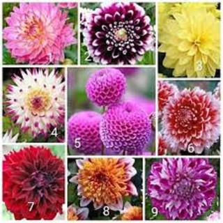 Túi hạt giống HOA THƯỢC DƯỢC - Hạt giống hoa thược dược ngoại F1 MIX MÀU