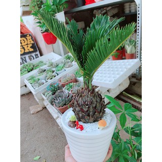 Chậu cây vạn tuế tiểu cảnh