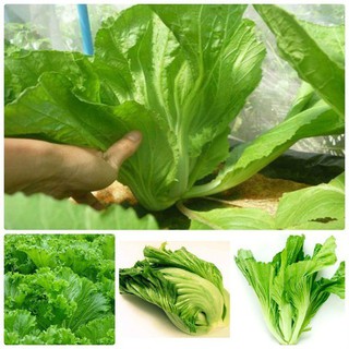 Hạt Giống Rau Cải Bẹ Dưa