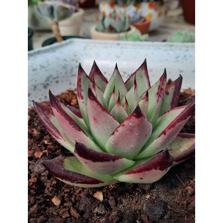 sen đá đế vương đỏ🌵hư 1 đổi 1