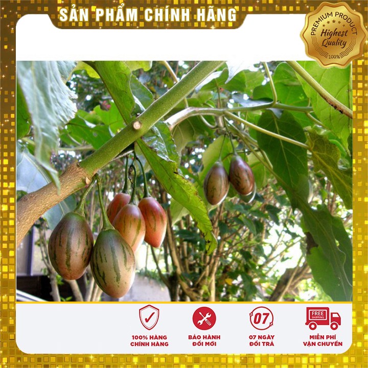 Hạt giống cà chua thân gỗ ( 04 hạt)