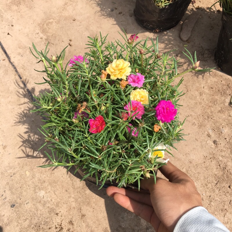 Cây hoa mười giờ thái mix màu trong bịch đen