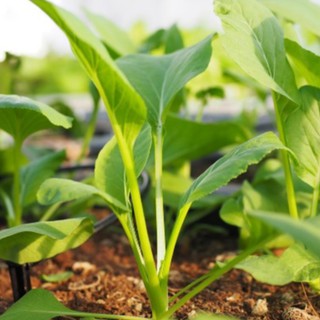 HẠT GIỐNG CẢI NGỌT 20GR