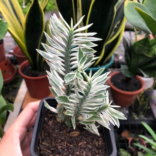 Cây chân rết var