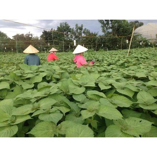 Hạt giống Lá Mè/Lá Vừng Ăn nướng