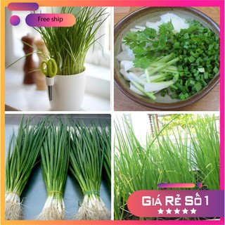 Hạt giống Hành Hương Xanh ( Gia vị Ngon Bổ Rẻ )- 5gr LUCKY.VN