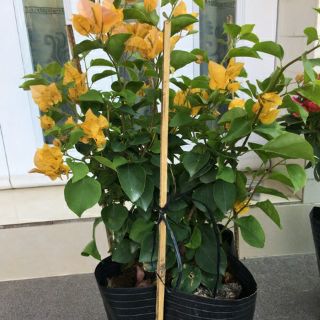 Bông giấy vàng siêu bông