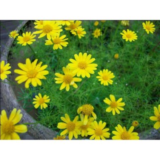 Hạt giống hoa Cúc sao băng