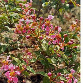 Cây hồng ngọc mai | cây bonsai | cây cảnh đẹp
