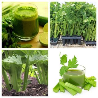 Hạt giống cần tây bẹ to [SHOP UY TÍN]