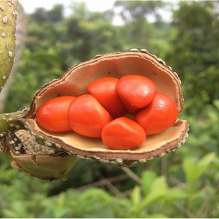 Hạt Dổi Nếp Chuẩn Hàng Rừng Tây Bắc [HẠT RẤT THƠM, MẨY ĐỀU]