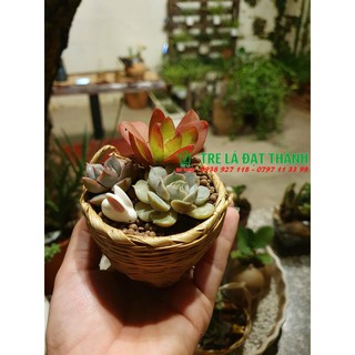 Cần xé mini, giỏ mini trang trí, chụp hình, đựng hạt