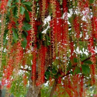 Cây giống lộc vừng thái- Trang trí sân vườn- Decor-Phong thuỷ-Cây hoa kiểng Đồng Tháp