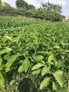 Bưởi RuBy Thái Lan