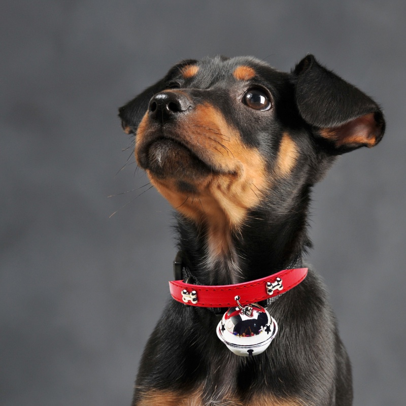 Vòng cổ cho Chó Mèo chuông Doraemon lớn siêu dễ thương - Vòng cổ cho Thú cưng