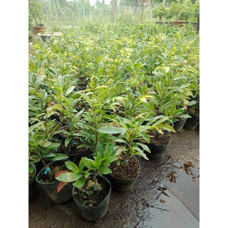 mai cúc thọ hương