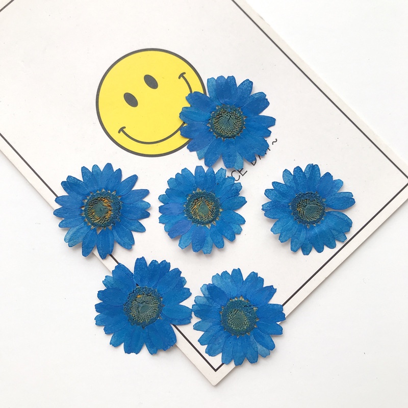 Set 12 Bông Hoa Cúc Ép - Cúc Hoạ Mi Các Màu Trang Trí, Làm Handmade