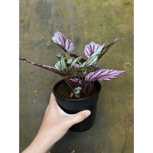 Chậu cứng Begonia Hugh Mc Lauchlan