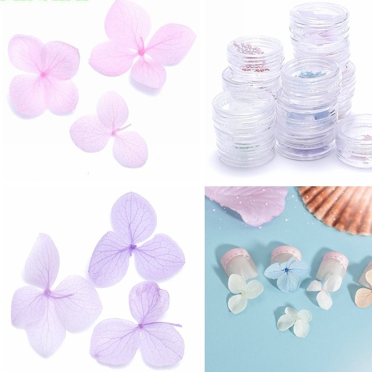 Hộp hoa khô trang trí móng