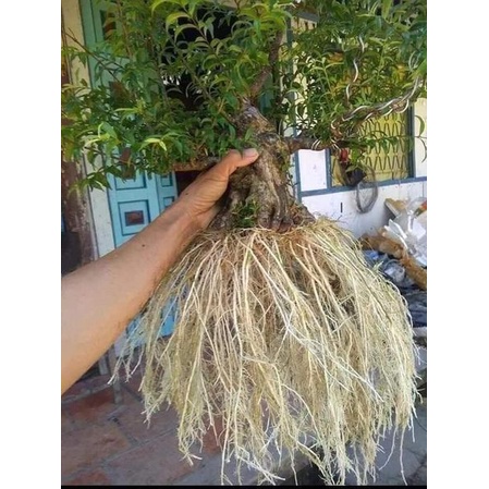 Kích rễ nhập khẩu mỹ 100% ra rễ.