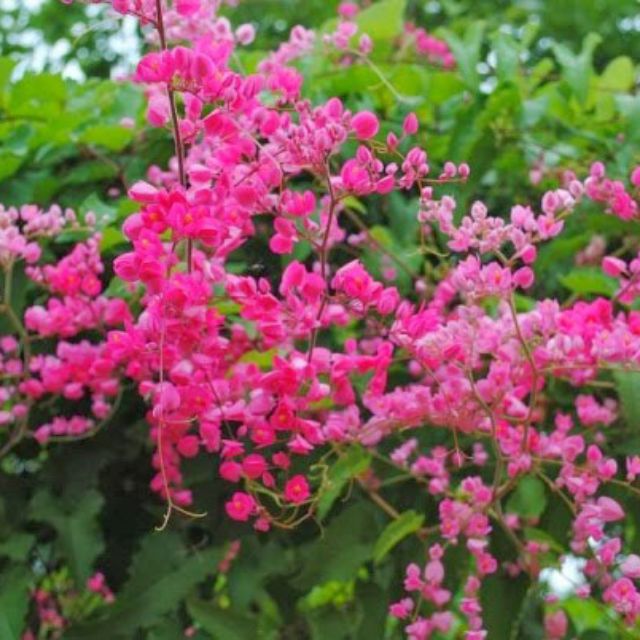 hạt giống hoa tigon