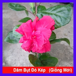 Hoa dâm bụt thái -