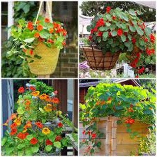 Gói 10 hạt giống hoa sen cạn nhiều màu