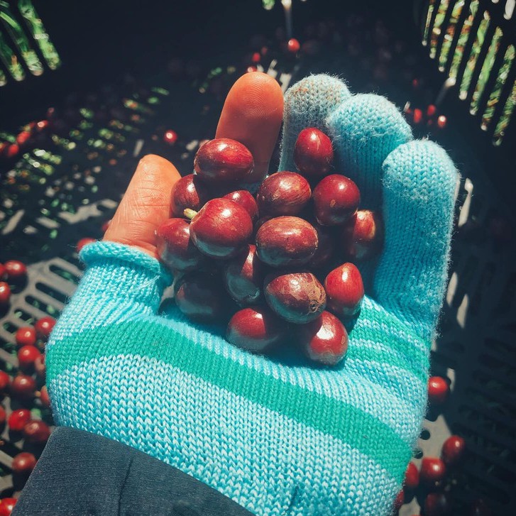 Cafe phin giấy robusta nguyên chất rang xay EARLY MORNING, cà phê phin túi lọc túi 10 gói | BigBuy360 - bigbuy360.vn