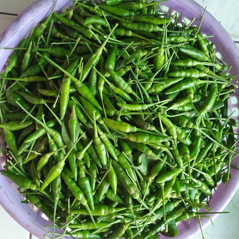 Hạt Giống Ớt Xiêm Xanh  0.2gr