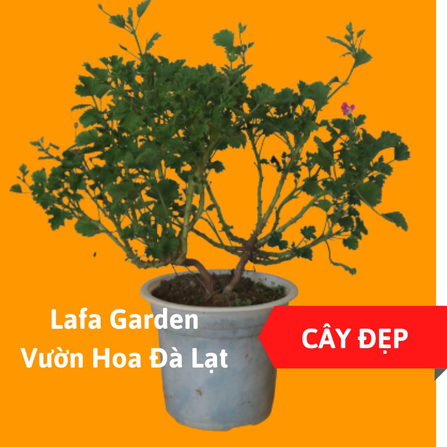 Cây hoa phong lữ mắt thần giống mới cây khỏe, nhiều cành nhánh