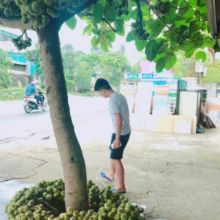 Cây 🌲 sung nếp đang trái